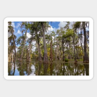 Cypress Trees and Reflections in the Bayou Swamp Sticker